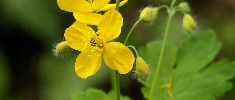Целандинът е растение, което може да помогне за премахване на папиломи